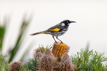 New Holland Honeyeater in Australia