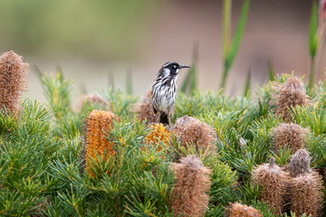New Holland Honeyeater in Australia