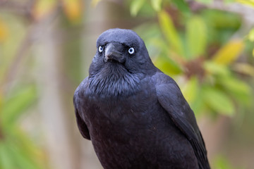 Australian Raven in Australia