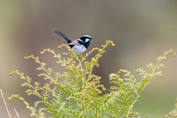 Superb Fairywren in Australia