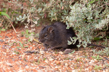 Swamp Rat endemic rodent of Australia