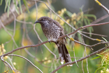 Little Wattlebird in Australia