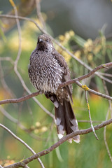 Little Wattlebird in Australia