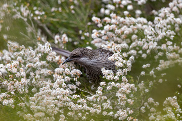 Little Wattlebird in Australia