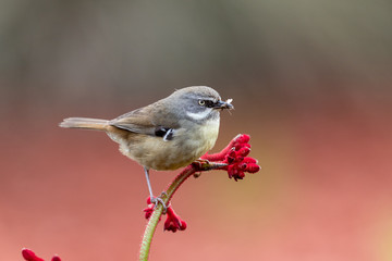 White-browed Scrubwren in Australia