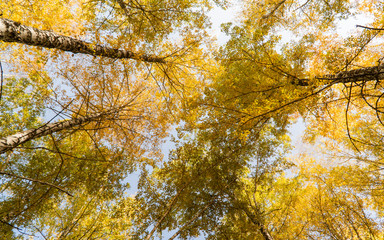  autumn in a mountain birch grove
