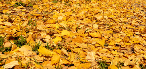  autumn in a mountain birch grove