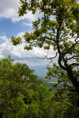 A green tree and a view of the valley below