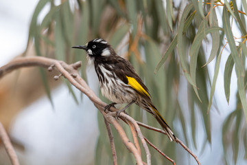 New Holland Honeyeater in Australia