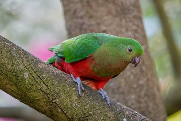 Australian King Parrot