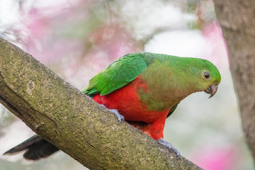 Australian King Parrot