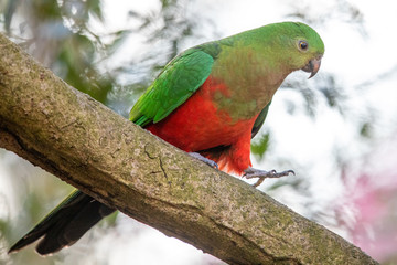 Australian King Parrot