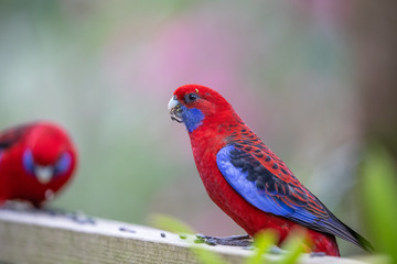 Crimson Parrot in Australia