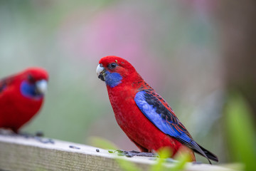 Crimson Parrot in Australia
