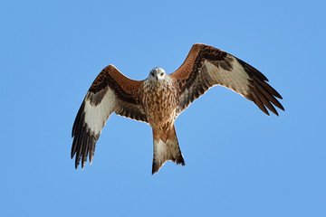 Red kite (Milvus milvus)