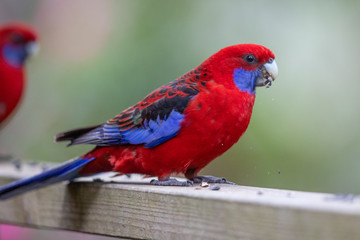 Crimson Rosella in Australia