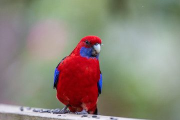 Crimson Rosella in Australia