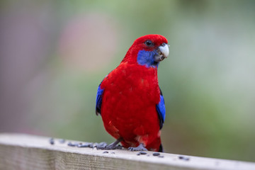 Crimson Rosella in Australia