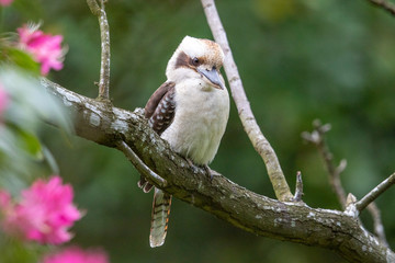 Laughing Kookaburra in Australia