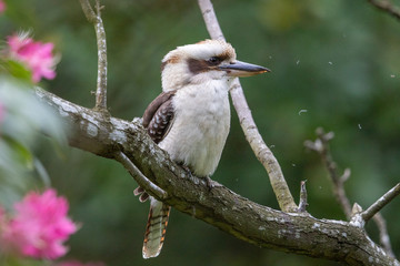 Laughing Kookaburra in Australia