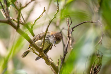Striated Thornbill in Australia