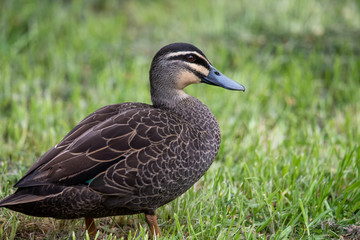 Pacific Black Duck in Australia