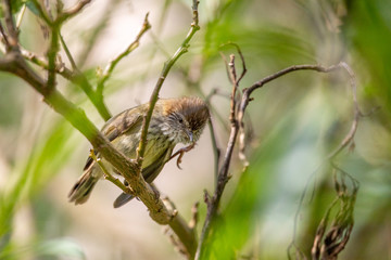 Striated Thornbill in Australia