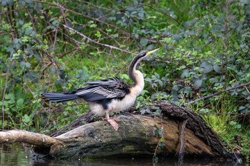 Australian Anhinga / Darter