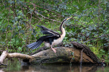 Australian Anhinga / Darter
