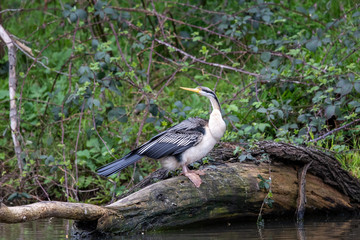 Australian Anhinga / Darter