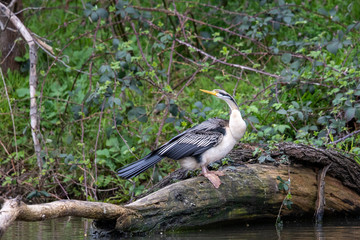 Australian Anhinga / Darter