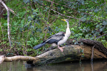 Australian Anhinga / Darter
