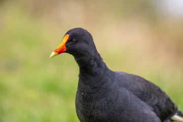 Dusky Moorhen in Australia
