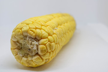 Yellow corn that has just been harvested on a white background