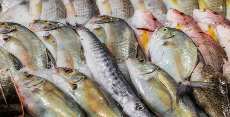 Seafood Fresh raw catch