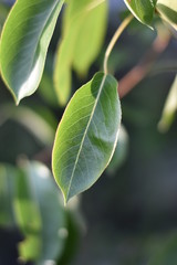 Obraz premium Blatt einer Birne