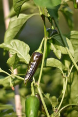 Unreife Chili
