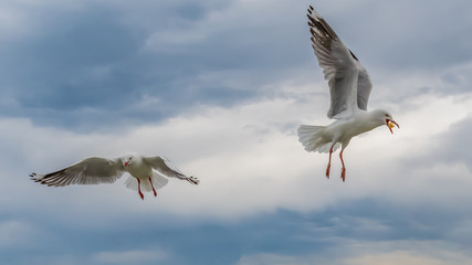 Fototapeta na wymiar Seagulls dropping in for a bite to eat
