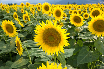 Sunflower field, Summer images, Landscape,