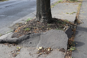 Tree broke the asphalt of the pedestrian walkway