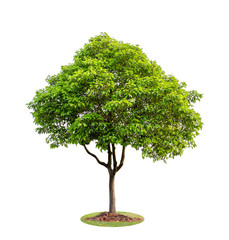 The big and green tree isolated on white background. Beautiful and robust trees are growing in the forest, garden or park.