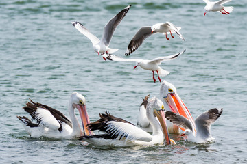 Pelicans and Seagulls in the Bay