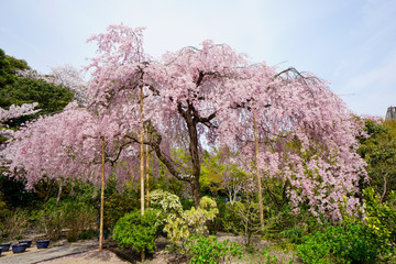 法金剛院の枝垂れ桜