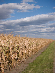 field of corn with dirt road