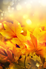 Golden autumn natural background