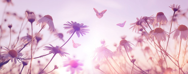 Marguerite daisies with butterflies on meadow at sunset. Spring flower. - obrazy, fototapety, plakaty