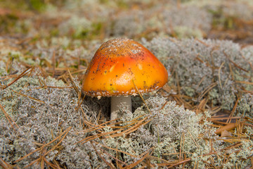 Young fly agaric closeup sunny day