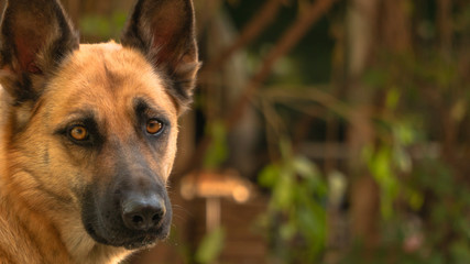  East European Shepherd hunting gaze