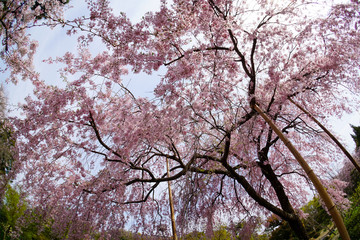 Obraz premium 法金剛院の枝垂れ桜