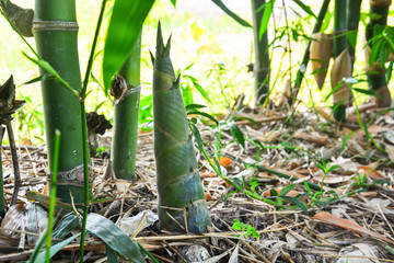 bamboo shoot or bamboo sprout that come out and growing from the ground